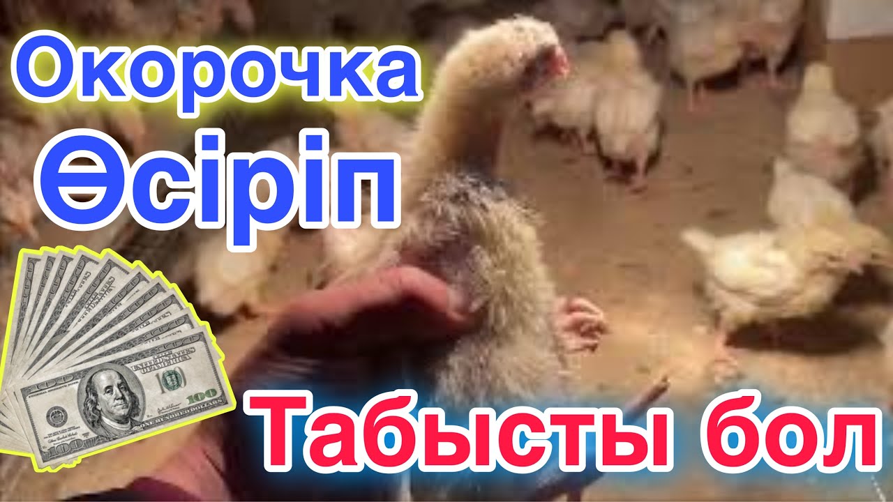 Бекер жатпай ҚҰС өсіріп ПАЙДА тап!
