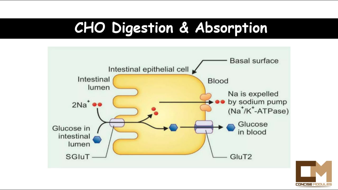 Bio1. CHO digestion and absorption.