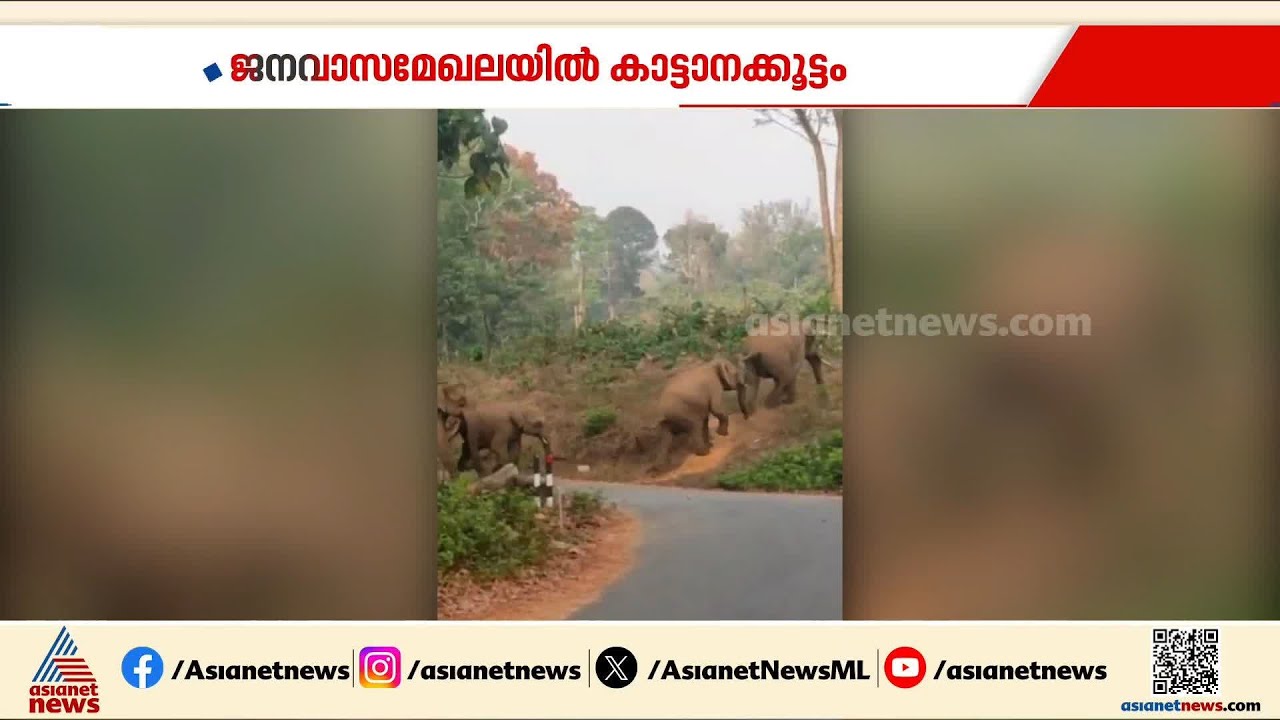 കോതമംഗലത്ത് ജനവാസ മേഖലയിൽ കാട്ടാനക്കൂട്ടം; തുരത്തി ഫോറസ്റ്റ് വാച്ചർമാർ | Wild elephants