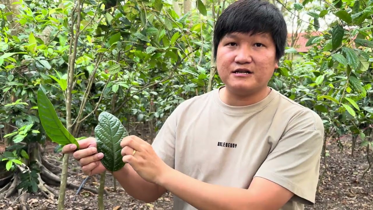 Trồng trà hoa vàng có kinh tế không| cây dược liệu quý