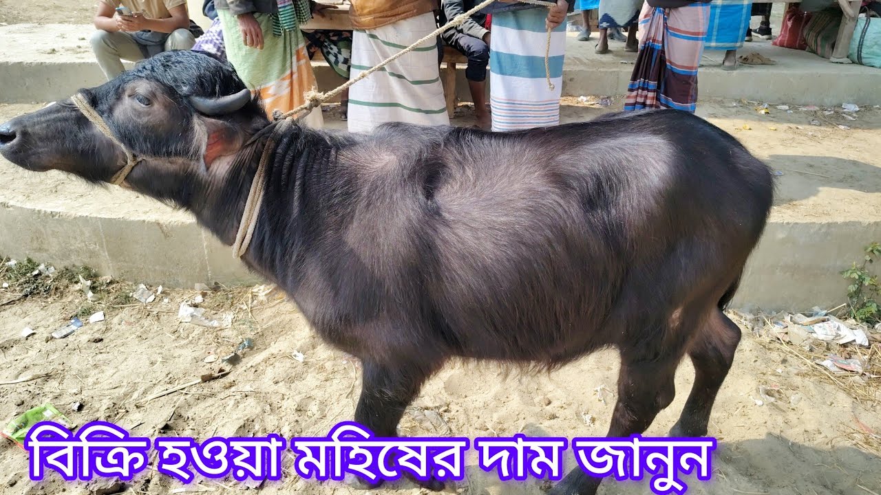১ লক্ষ ৮০ হাজার এবং ১ লক্ষ ১৭ হাজারে মহিষ কিনলেন | Kaharol Hat Dinajpur 