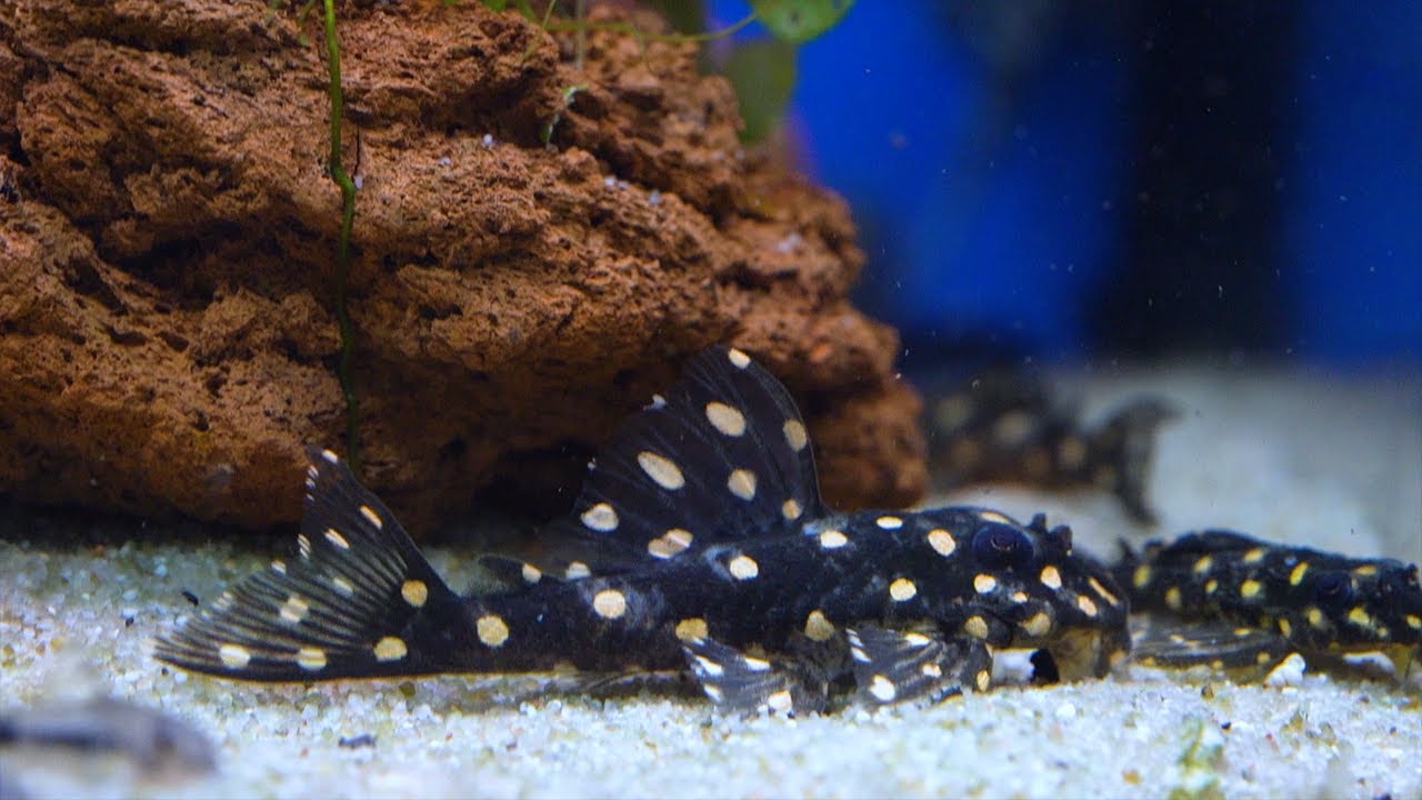 Orinoco Angel Pleco - L201 Hypancistrus sp.