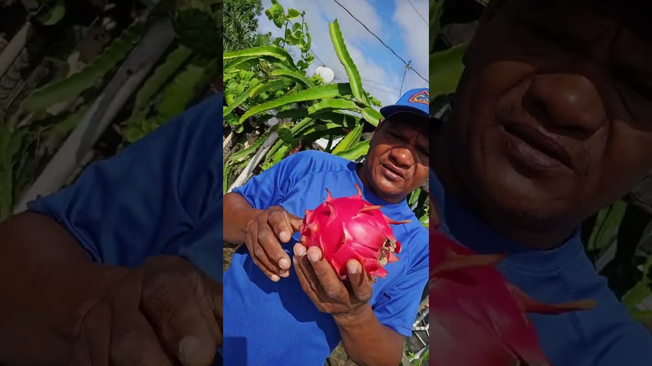 Primera fruta de pitahaya fuera de temporada gracias a la luz artificial 2026