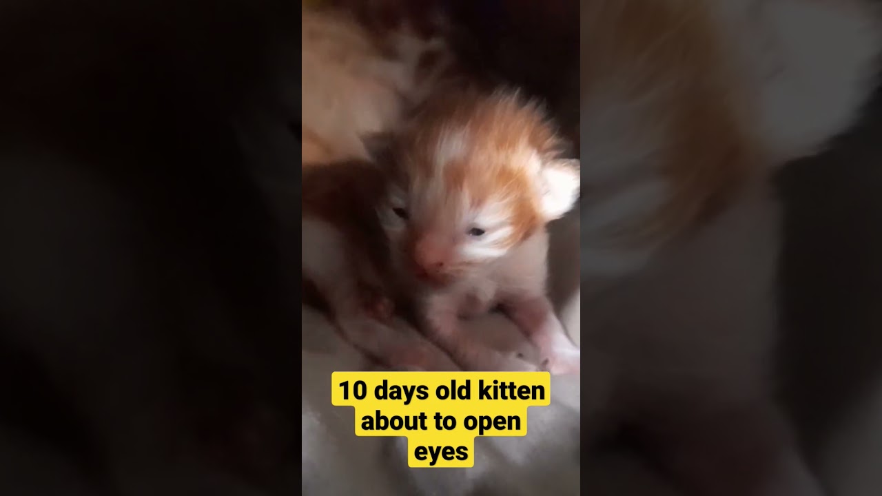 10 days old kitten about to open eyes 