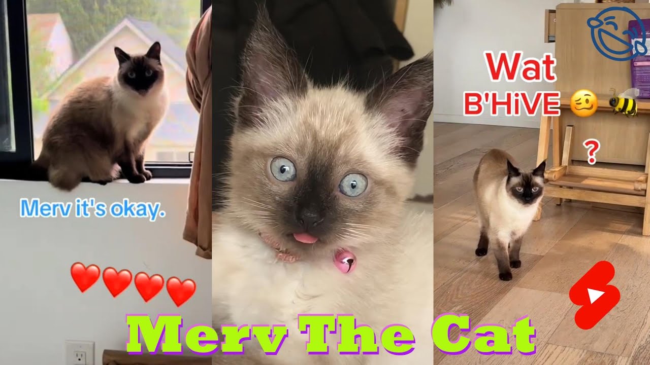New Talking Cat TikTok Videos | Merv The Cat Compilation 2025 ( Funny Cats Video)
