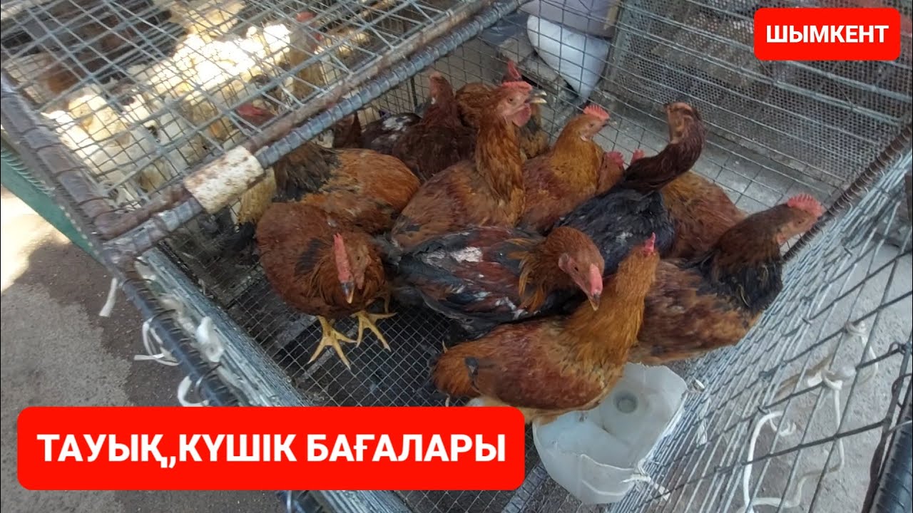 Шымкент қаласы Тауық, ит базары
