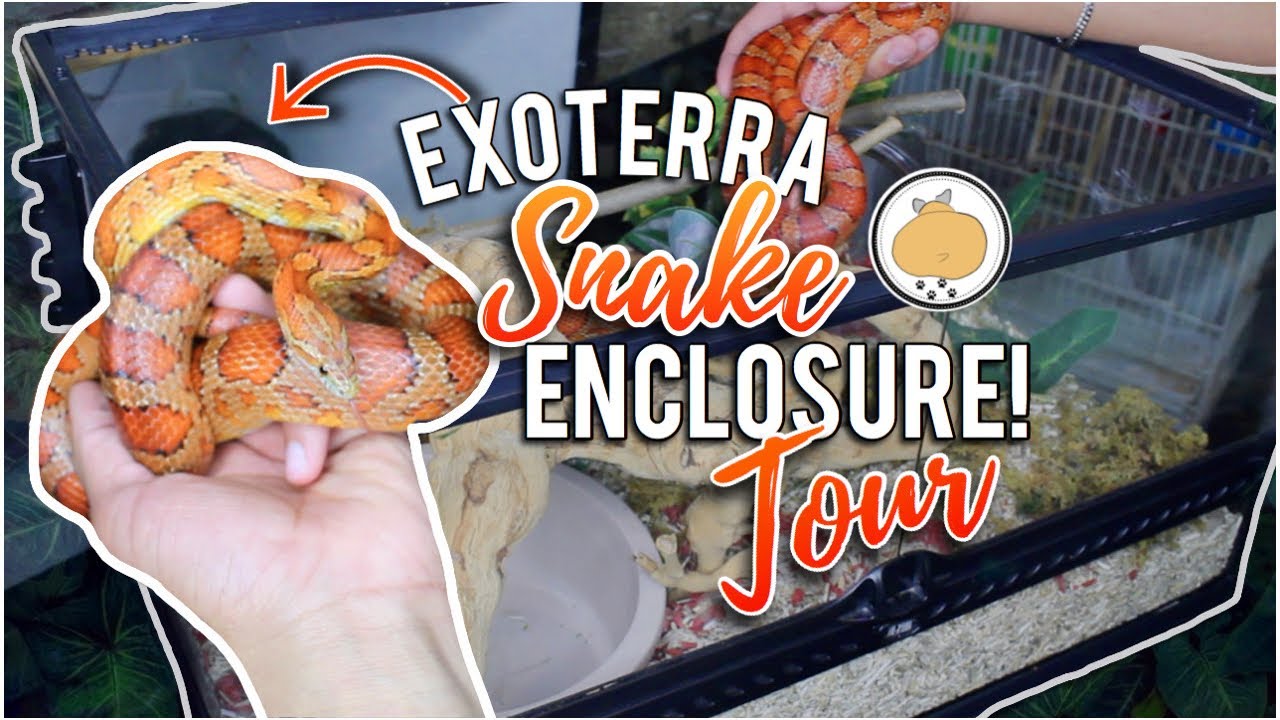 Corn Snake TANK SETUP! | Setting up a Corn Snake Enclosure | DIY Terrarium