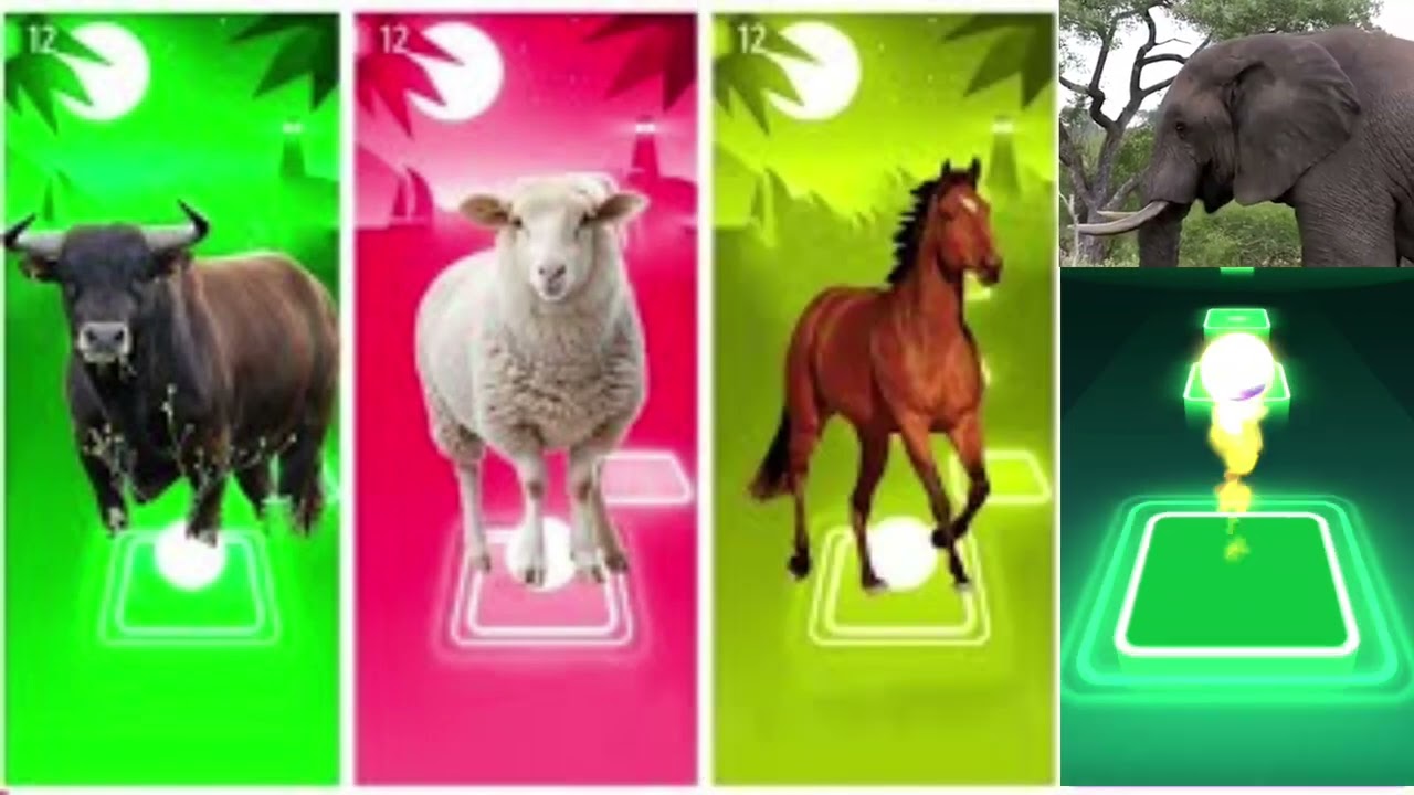 Funny Animals-Buffalo🐃🆚Sheep🐑🆚Horse🐎🆚Elephant🐘