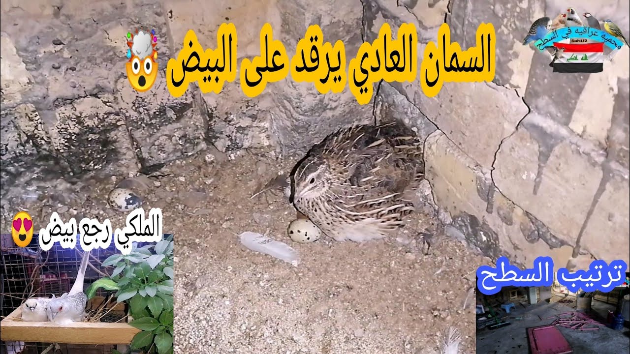معقوله 😵!!!! السمان العادي يكرك 😳 الحمام الملكي رجع بيض 😍  #رتبت السطح