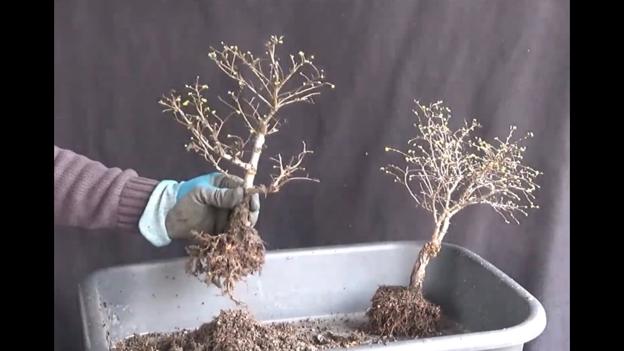 Bonsai 2020-29 - Ulme - Ulmus parvifolia - Zweisamkeit in der Schale