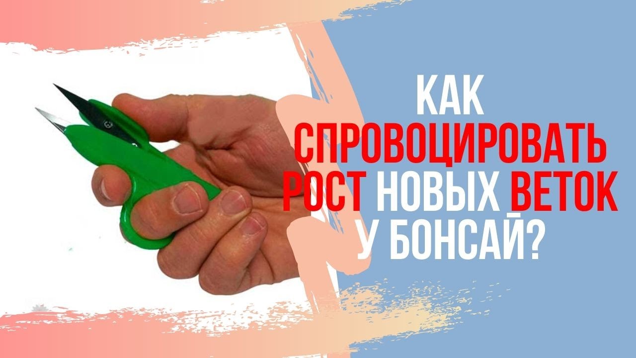 Как спровоцировать рост новых веток бонсай? Подрезка веток и побегов бонсай.