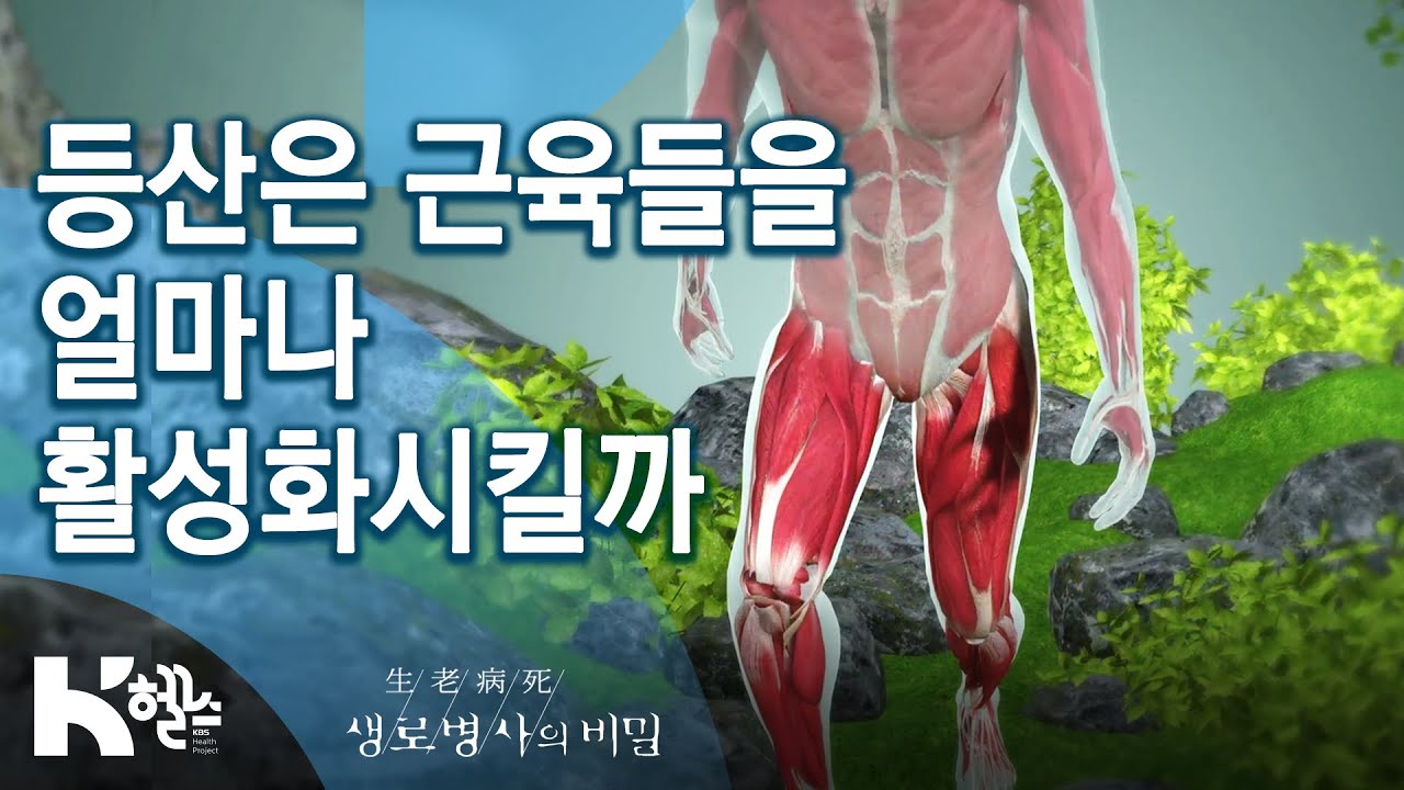 [생로병사의비밀] 665회 핫클립👀 - 등산은 💪근육들을 얼마나 활성화시킬까⁉