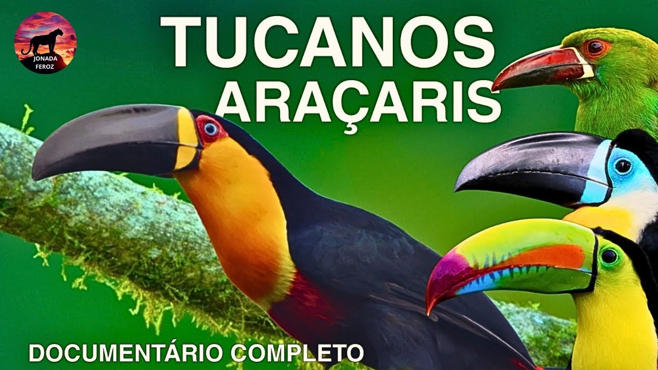 TUCANOS E ARAÇARIS | herdeiros da Floresta | Documentário de Animais