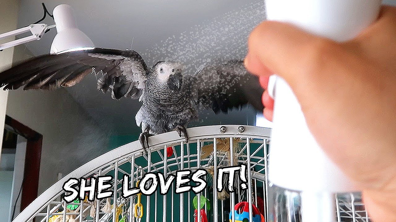 My Bird Loves To Bathe In Bird Tea | Vlog #916
