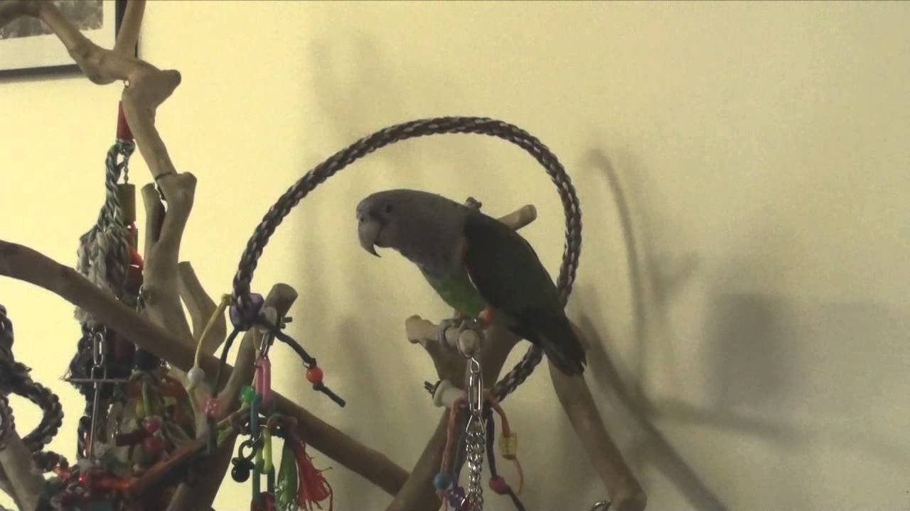 Cape Parrot Screaming