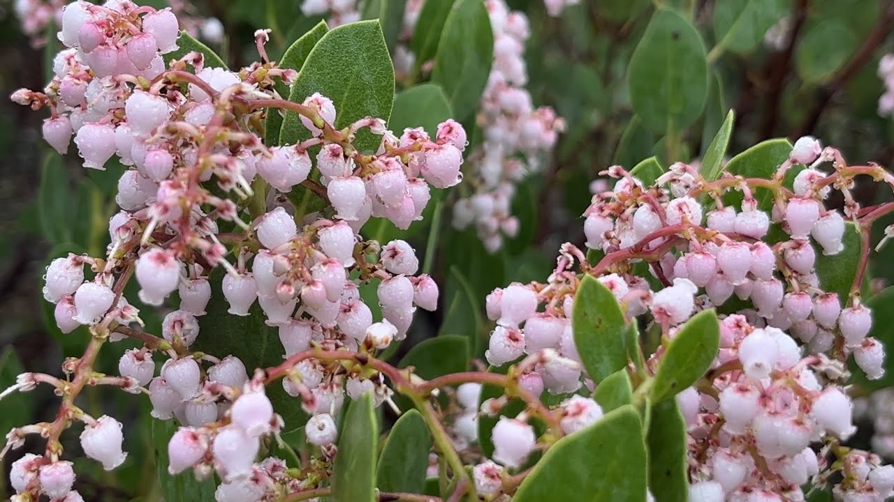 Enchanted Garden in the Rain🧚🏻‍♀️  | 4K Wildlife, Rain Sounds, Smooth Jazz, No talking, Garden Tour🍀