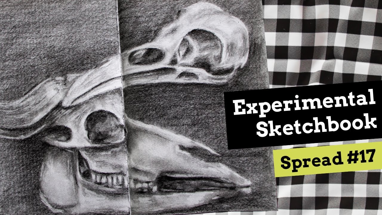 Drawing Animal Skulls Sketchbook Studies