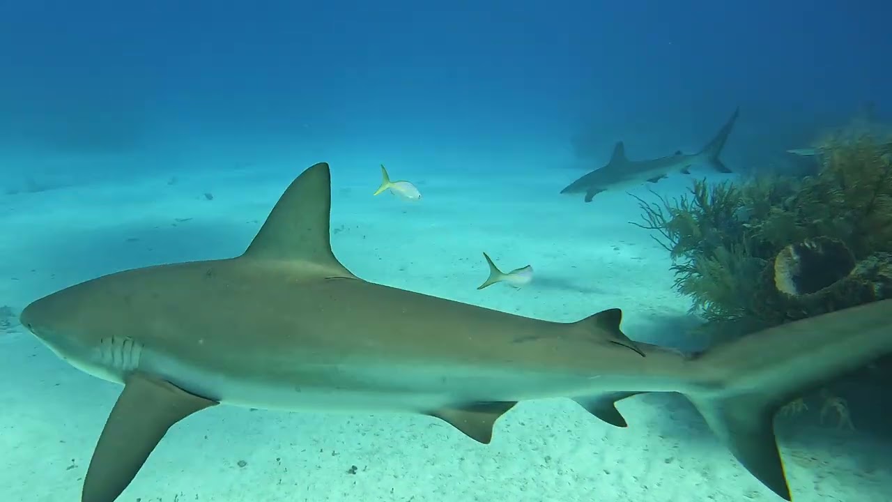 The Descent - Shark Junction - Grand Bahama Island