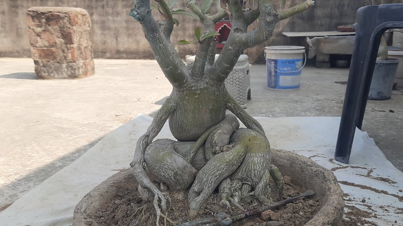 🌴7 साल पुराना अडेनियम बोनसाई प्लांट यूनिक लुक 🌴