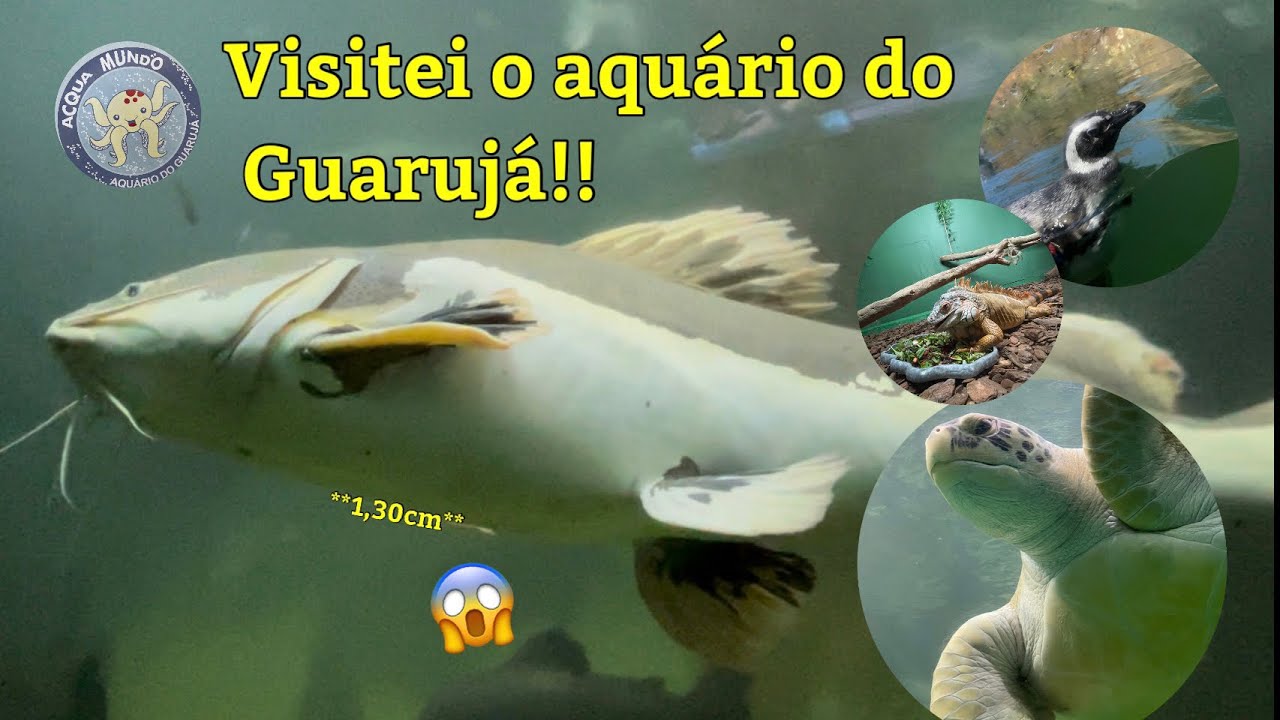 CONHEÇA O ACQUA MUNDO!! (Aquário do Guarujá)