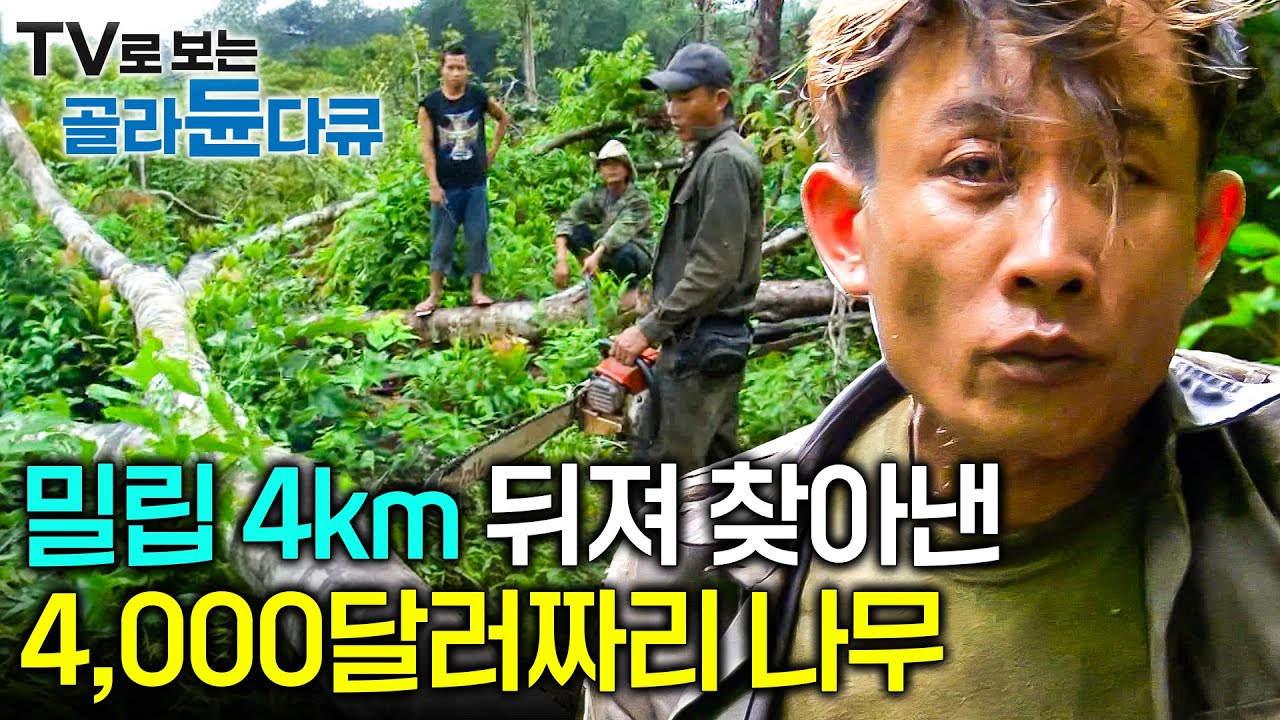 3~4km 이상을 뒤져서야 겨우 찾아볼 수 있는 한 그루에 무려 4,000달러 이상을 호가하는 나무ㅣ원목을 찾아내기 위한 벌목꾼들의 밀림 속 일주일간의 노숙ㅣ극한직업ㅣ#골라듄다큐