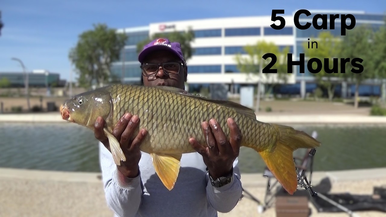 Невероятный день рыбалки!! 5 карпов за 2 часа (каналы Аризоны)