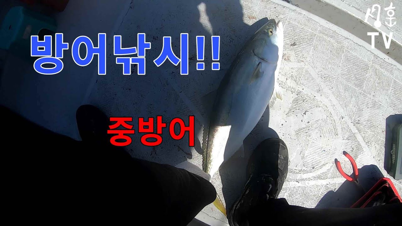 강릉 배낚시 성훈호 - [220922목] 루어 캐스팅 낚시!! 회유성 ( 방어, 삼치 고등어 )