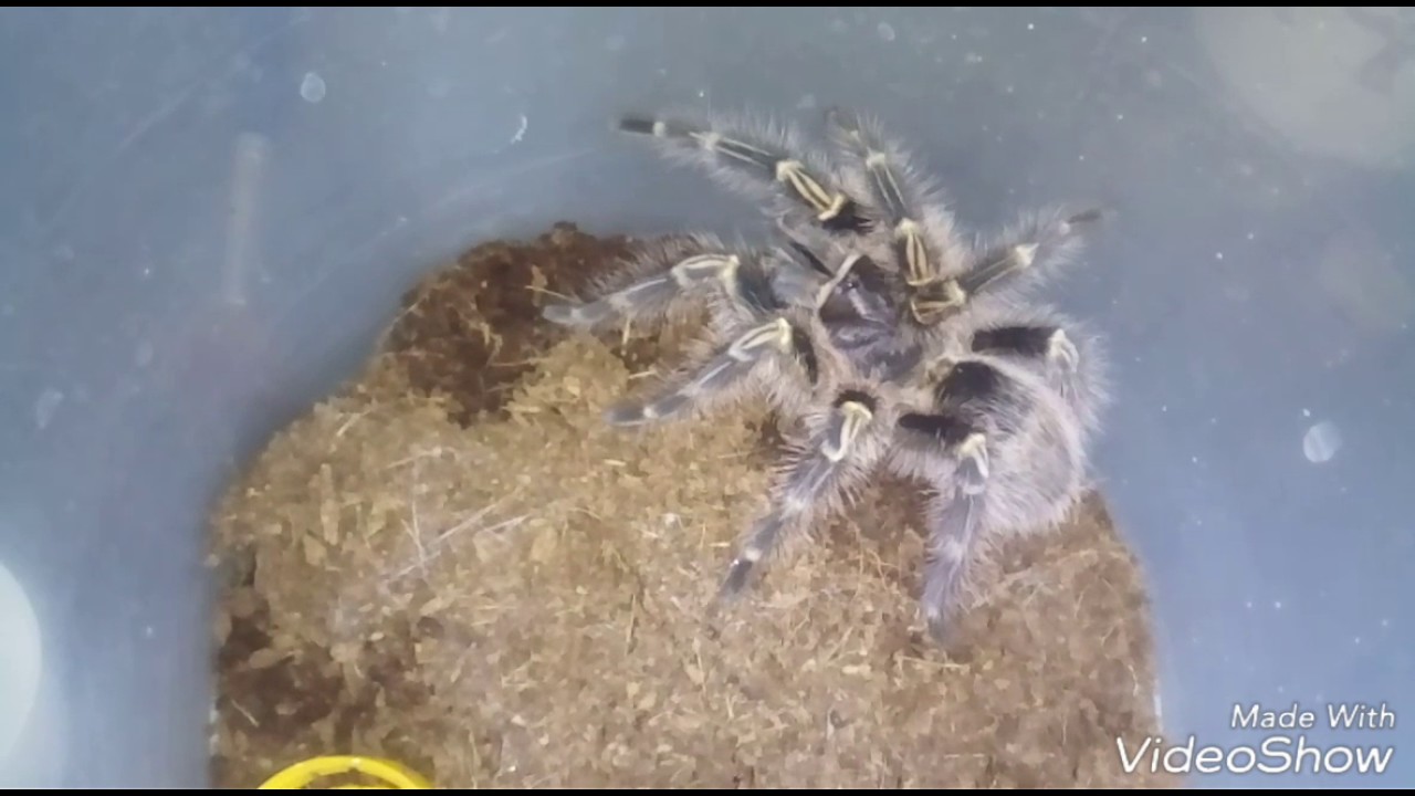 Кормление Паука птицееда|Grammostola aureostriata