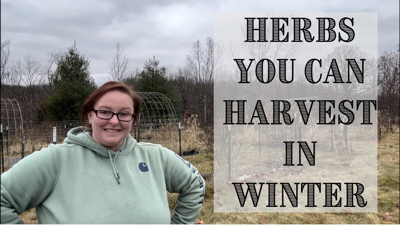 Harvesting Herbs In WINTER || Winter Herbs