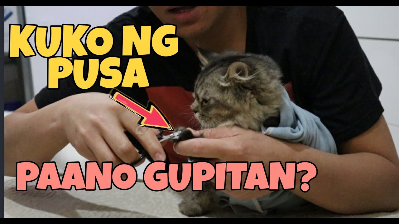 PAANO MAG GUPIT NG KUKO NG PUSA | HOW TO TRIM CAT NAILS