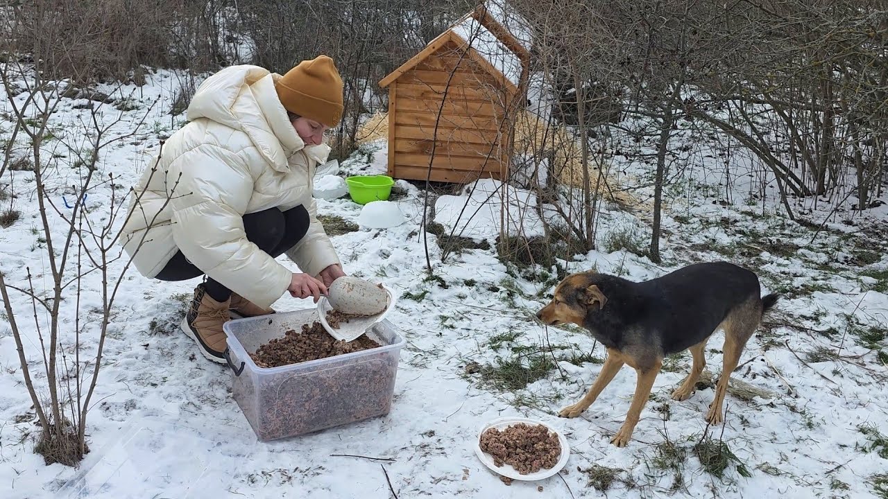 Hungry Dog Didn’t Trust Humans — But This Meeting Changed Everything
