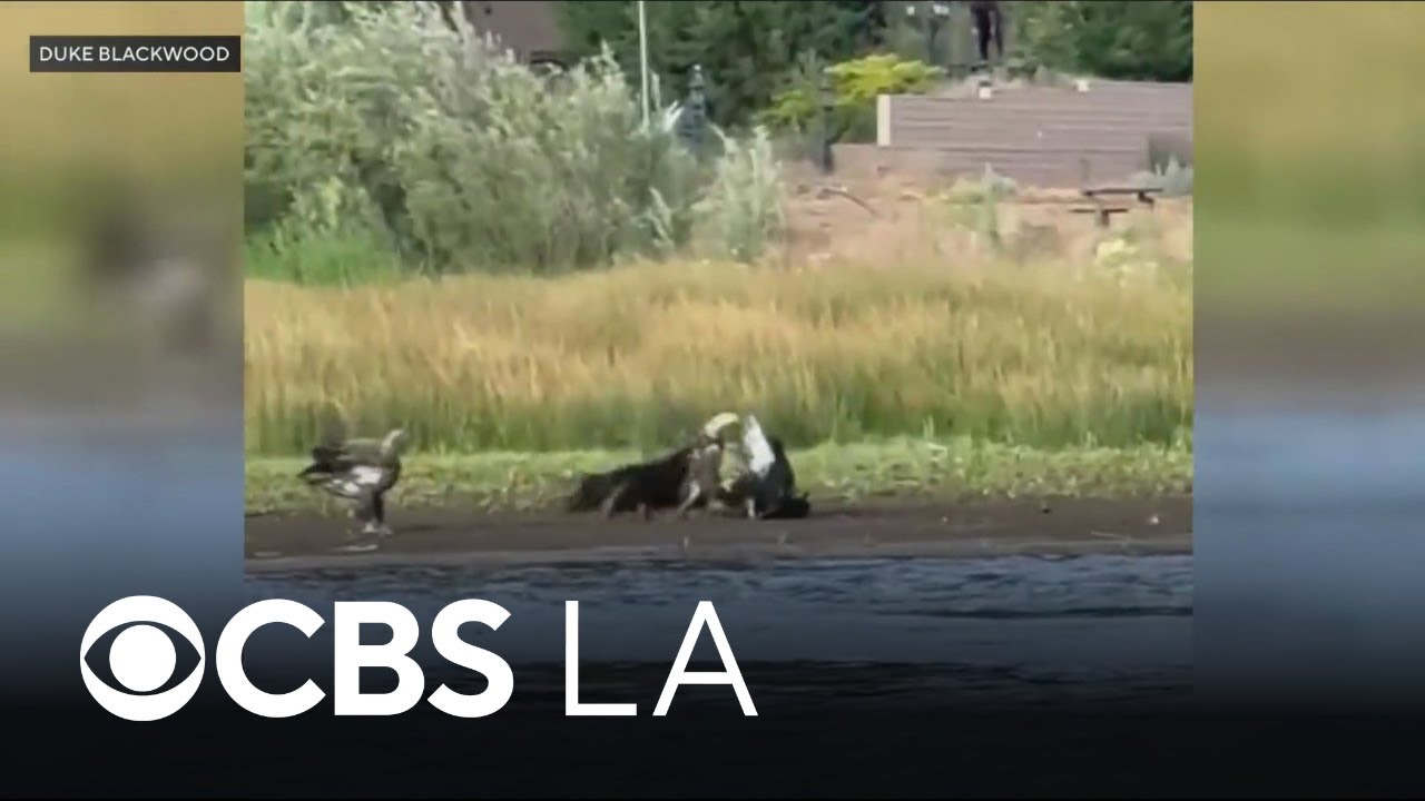 Big Bear bald eagle Jackie rescued by Los Angeles wildlife officials after fight with other eagles