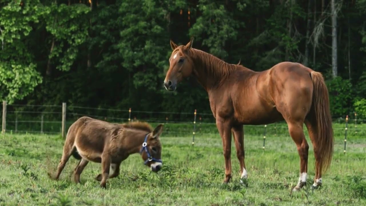 Peaceful Summer Pasture Ambience 🌿 Horse & Donkey in a Kentucky Sunny Meadow Relaxing Nature Sounds