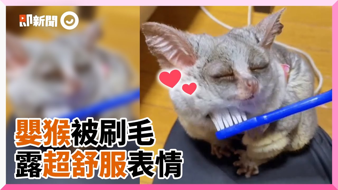 嬰猴刷毛陶醉神情超Q❤水汪汪大圓眼狂吸55萬粉｜寵物動物｜塞內加爾嬰猴｜精選影片
