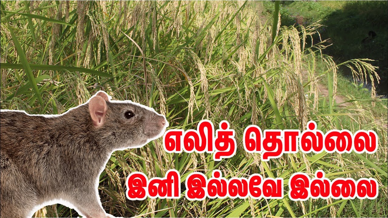 வெறும் 500 ரூபாய் செலவில் ஏழு ஏக்கருக்கான உரம்,எலி & பூச்சி விரட்டி நீங்களே தயார் செய்து கொள்ளலாம்