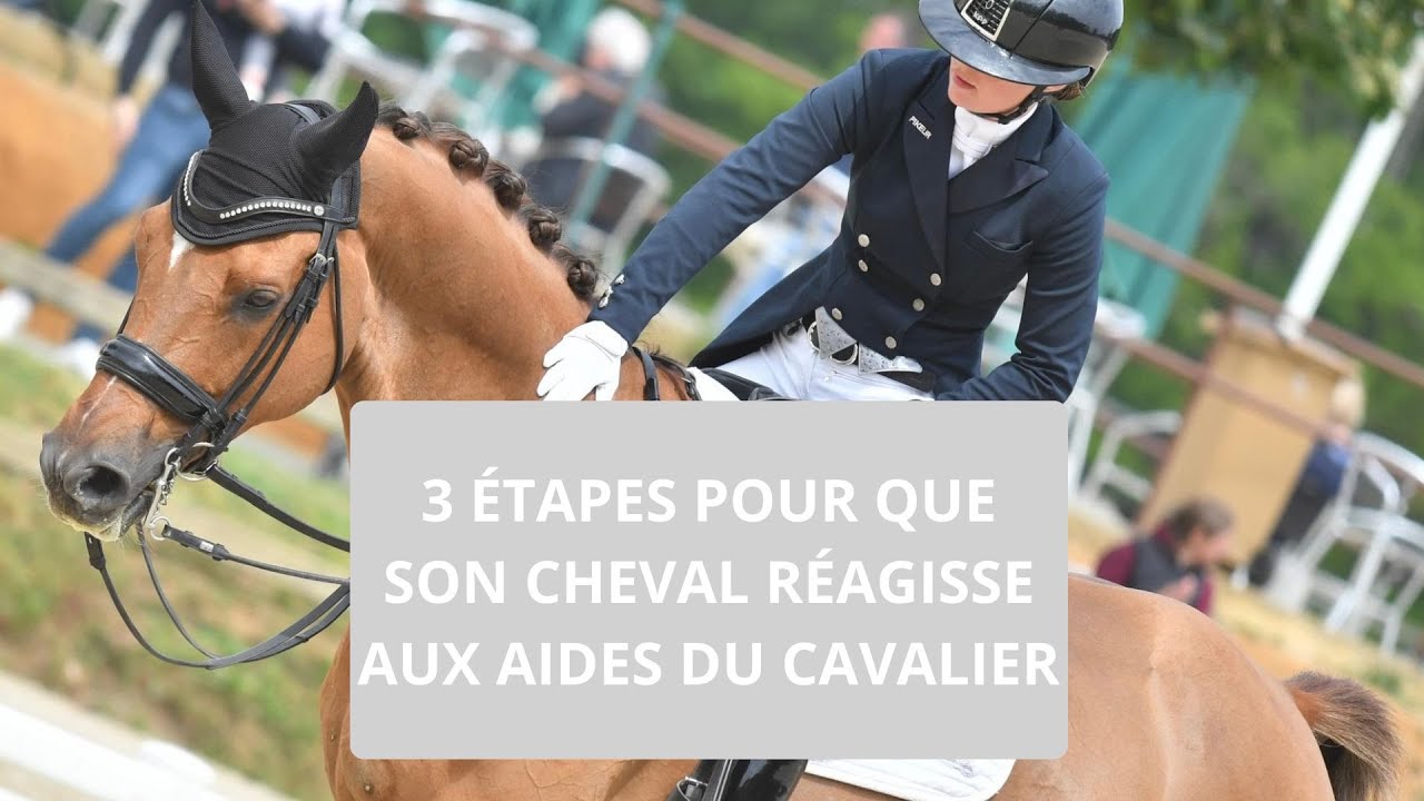 3 étapes pour que son cheval réagisse aux aides du cavalier