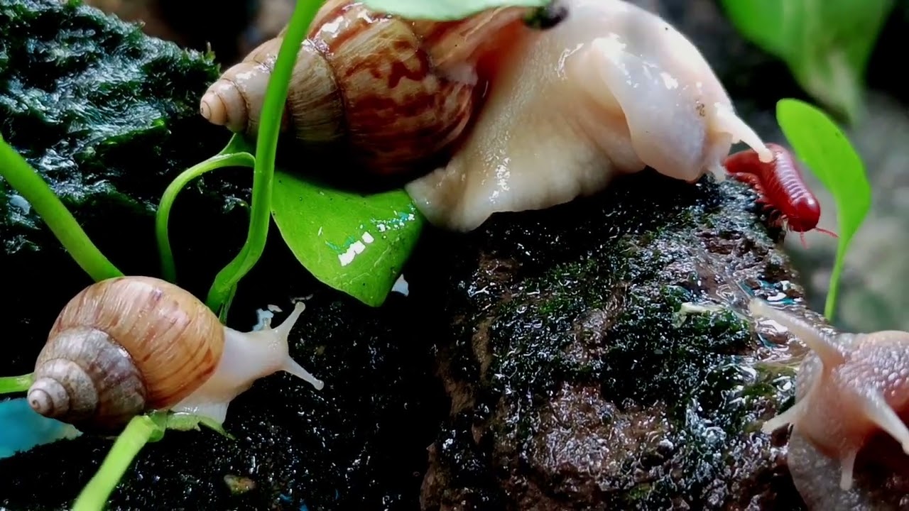 MACRO JUNGLE BATTLE: Giant Snail vs Armored Millipede (Amazing Tropical Mini-Beasts)