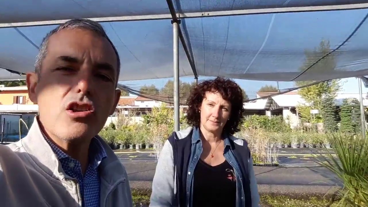 Gardenia crown jewel: come coltivarla