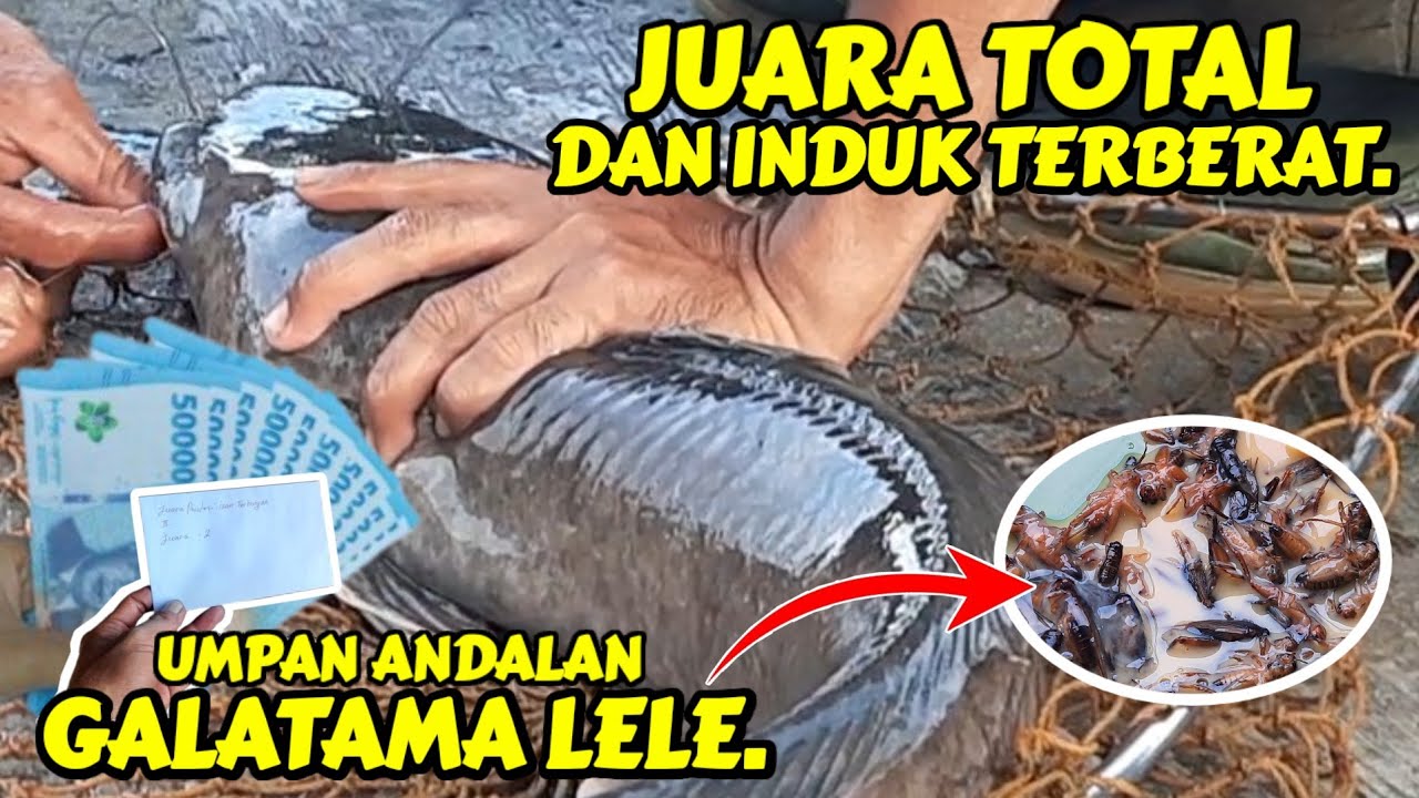 Bongkar rahasia umpan juara galatama lele || juara total & induk terberat.