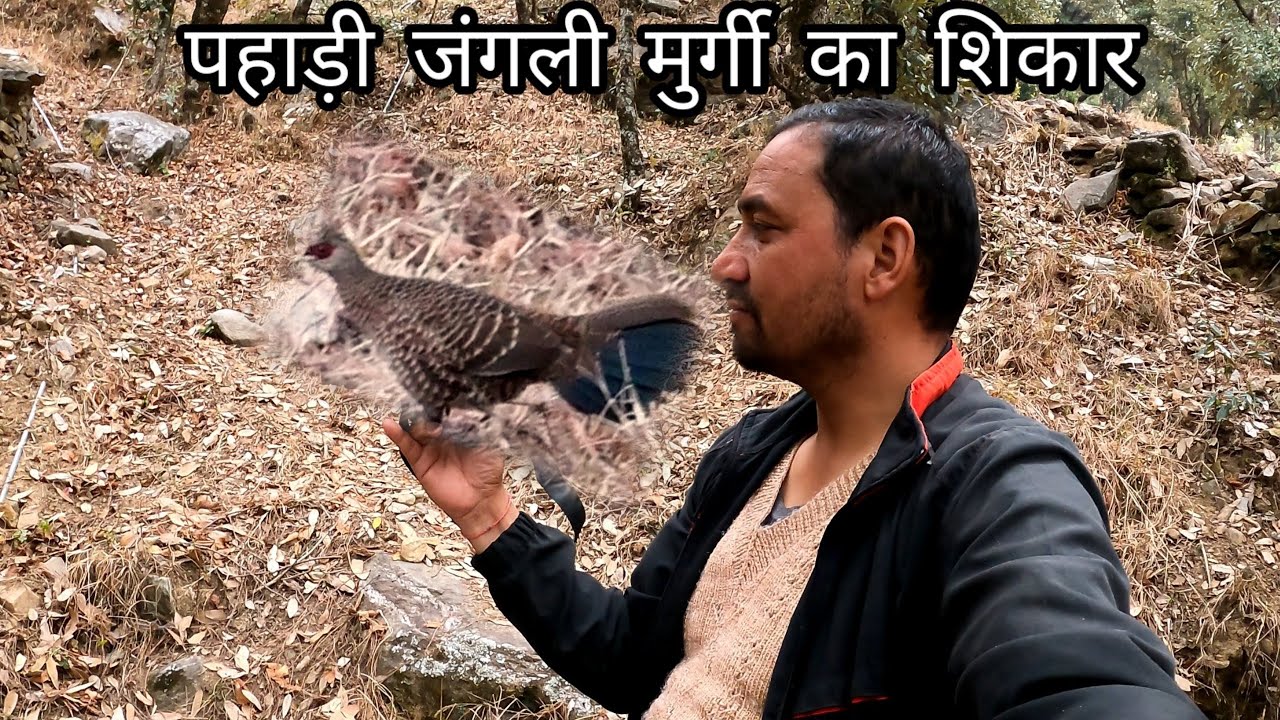 जंगली मुर्गा पकड़ने का आसान तरीका||Jungle Murga Pakadne Ka Tarika|| jungle murga kaise pakdain||