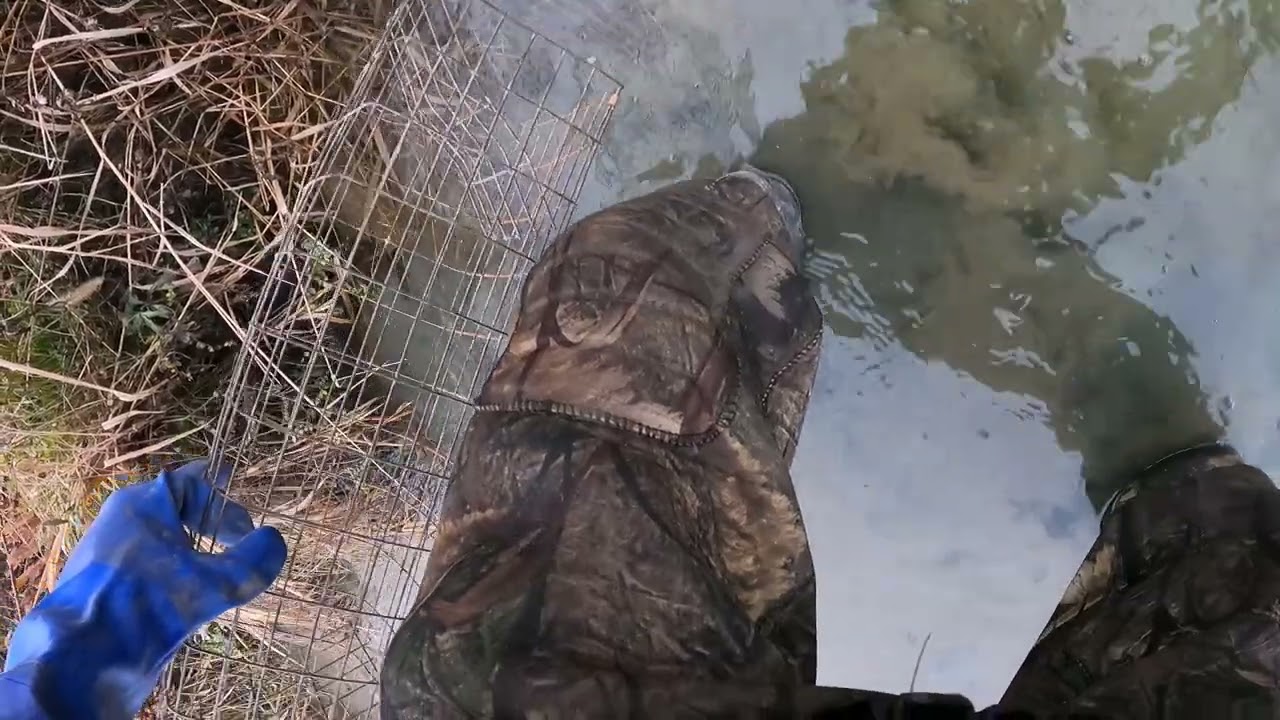 How to set a Muskrat colony trap.