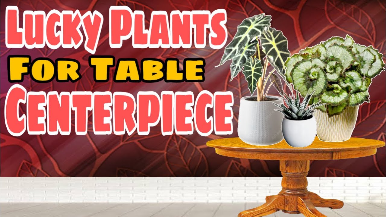 7 LUCKY PLANTS FOR TABLE CENTERPIECE | Swerteng halaman sa lamesa para sa prosperity at good health