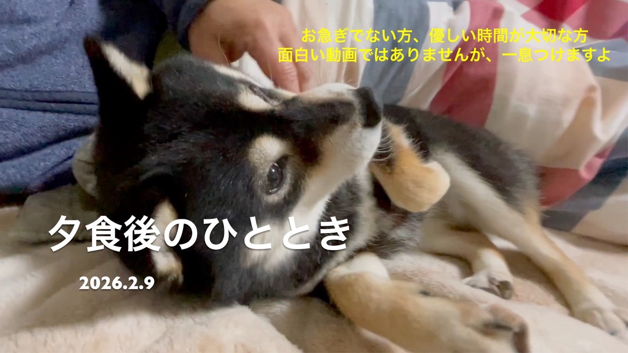 【しあわせを知った柴犬のお話し】夕食後のひととき~優しい時間の3分34秒~(2026.2.9)🐶【昔保護犬だった黒柴ツバちゃん】