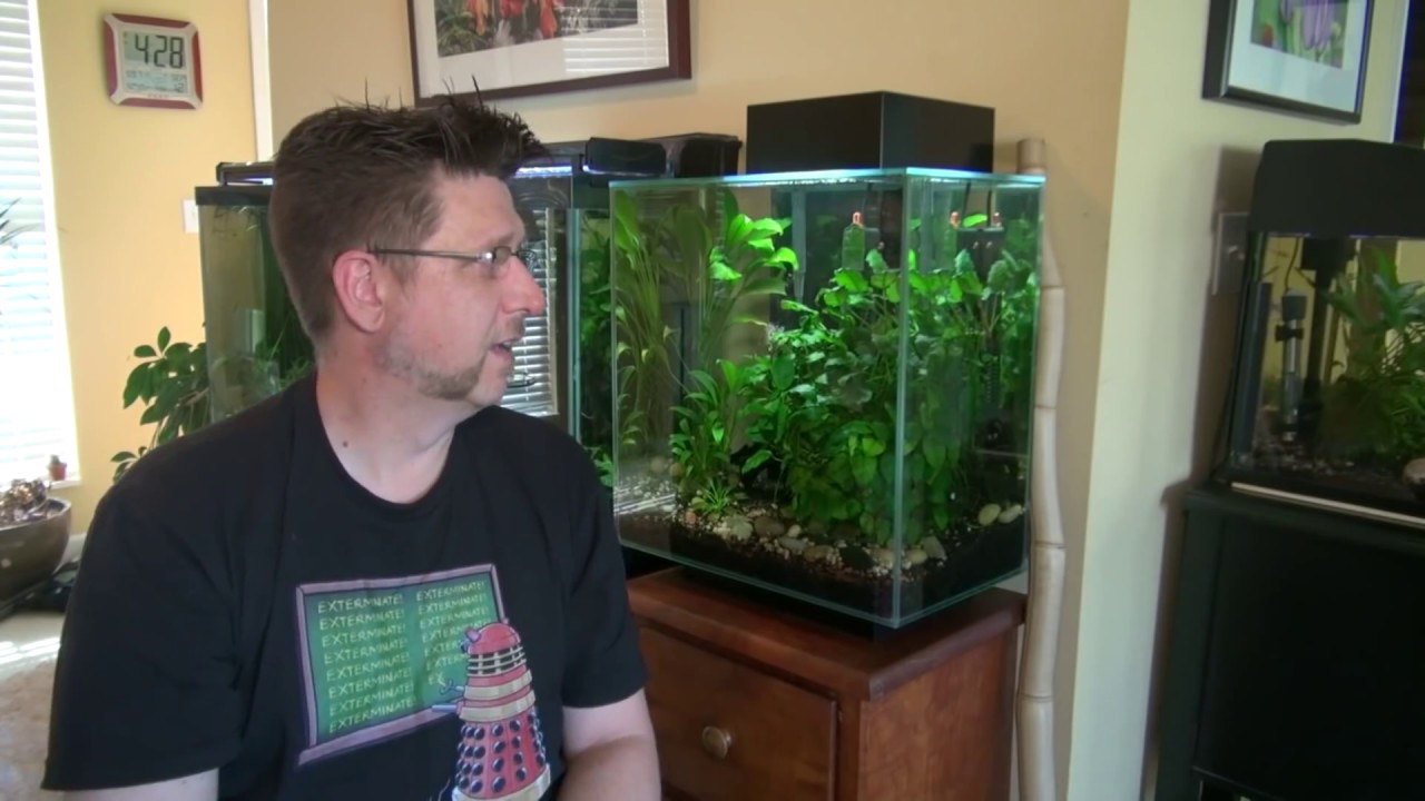 Stocking the Fluval Edge