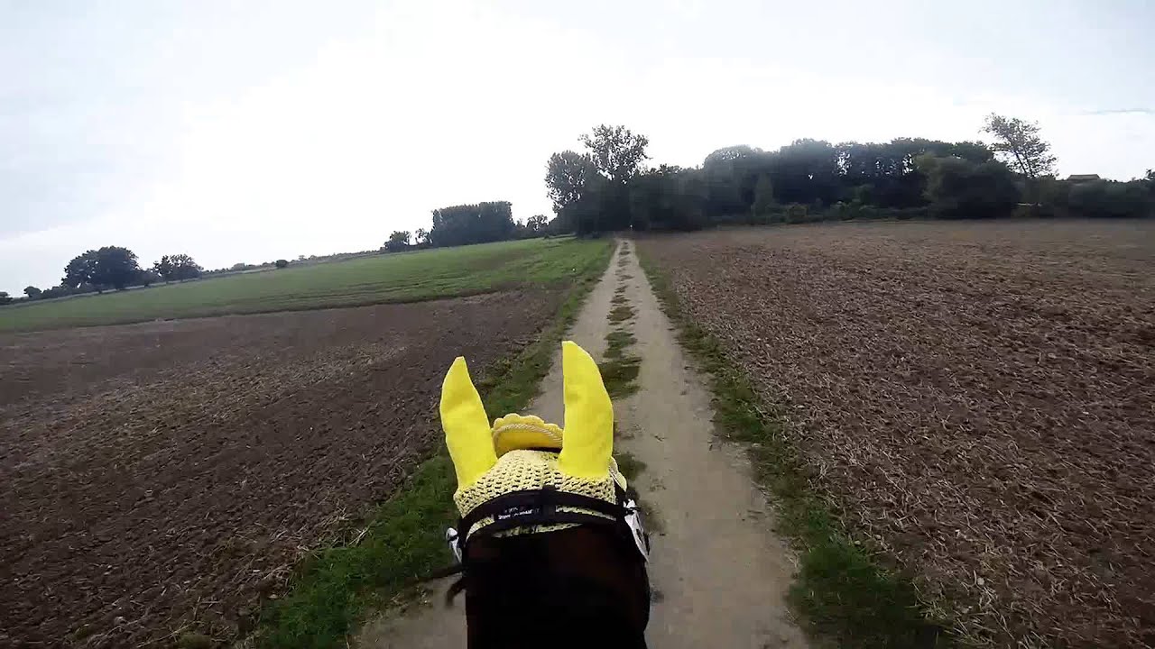 VA ** Mertingen 2015 mit Saphir