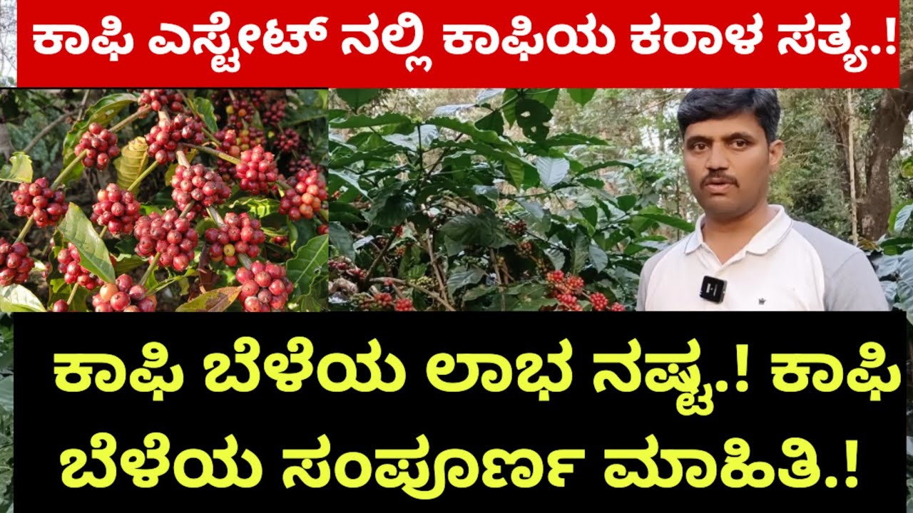 ಕಾಫಿ ಎಸ್ಟೇಟ್ ನಲ್ಲಿ ಕಾಫಿಯ ಕರಾಳ ಸತ್ಯ.! ಕಾಫಿ ಬೆಳೆಯ ಲಾಭ ನಷ್ಟ.! ಕಾಫಿ ಬೆಳೆಯ ಸಂಪೂರ್ಣ ಮಾಹಿತಿ.!