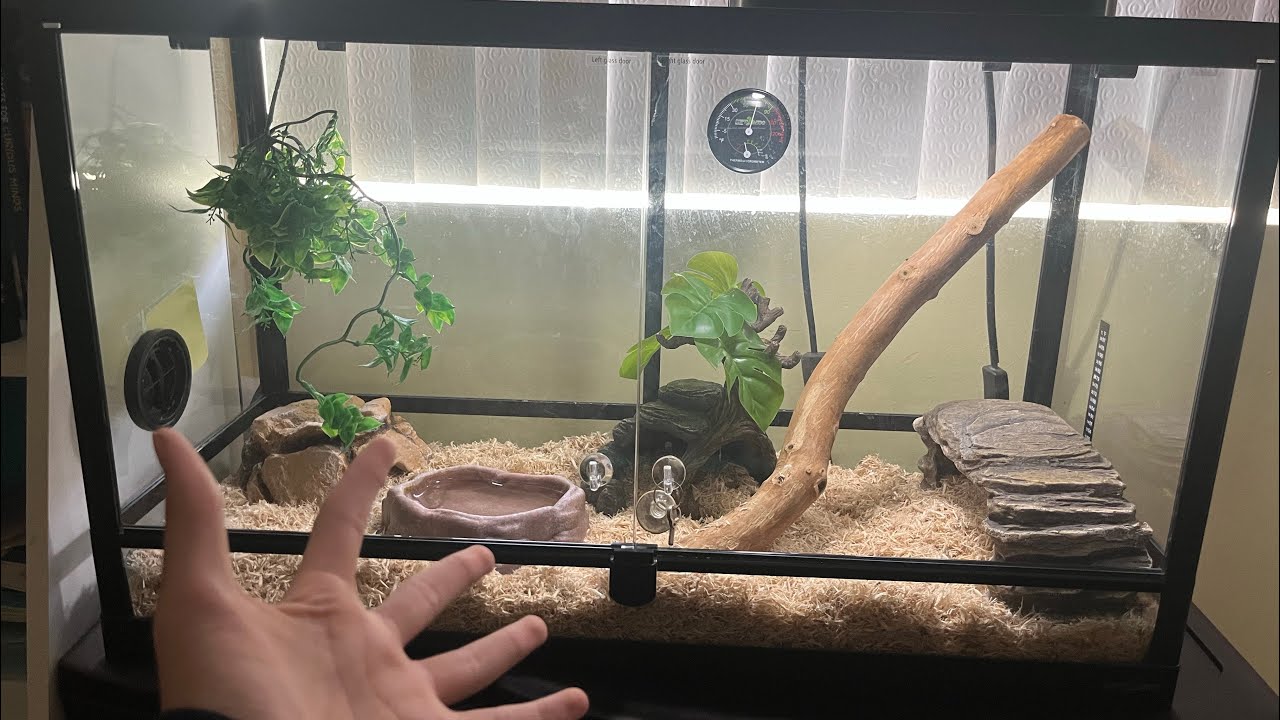 How to set up a Mexican Black Kingsnake enclosure!!