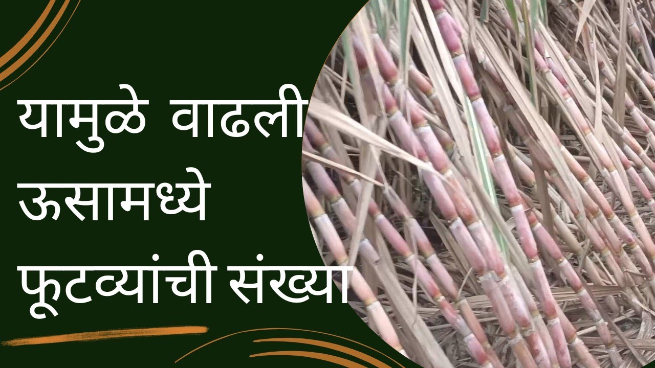 यामुळे उसाला जास्त फुटवा आला ll Sugarcane Branch
