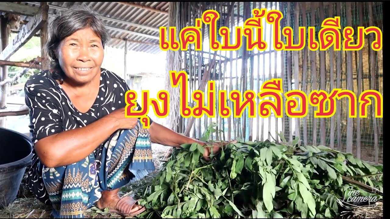 ใบไม้แค่กองเดียวไล่ยุงได้ไม่เหลือซาก วิธีไล่ยุงในคอกวัว ย้อนเวลาได้จะไม่ไปทำงานที่กรุงเทพฯ ງົວ วัว
