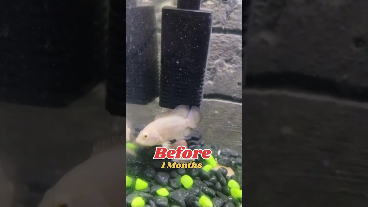 Before & After: Oscar Fish Growth in Just 5 Months#aquarium#fishtank